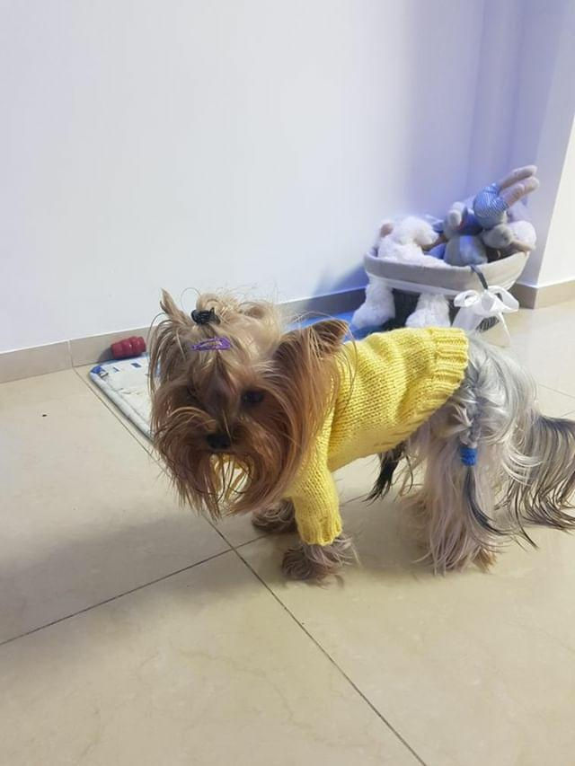 Прев'ю: Craft Bee, Ірина Завадська, Ирина Завадская, Одежда для собак, Одежа для собак, Светр для собак, Свитер для собак