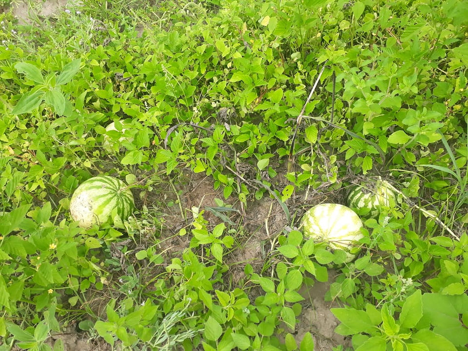 IMG-20181222-WA0010