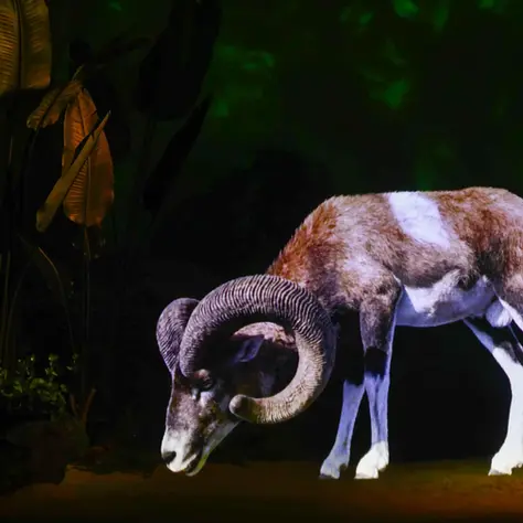 Ankara'nın Yeni Gözdesi: Dijital Hayvanat Bahçesi