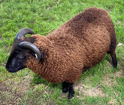 Sycamore Hill William Wallace