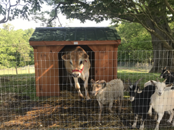 Norman the Jersey steer, Ty, and Laura, Britney Spears, & Big Papi