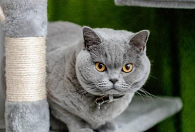 British Shorthair