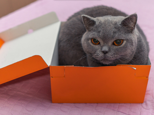 Gatos e Caixas de Papelão