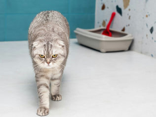 Caixa de areia dos gatos: maneiras naturais de controlar os odores