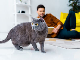 Como preparar a casa para receber seu British Shorthair?