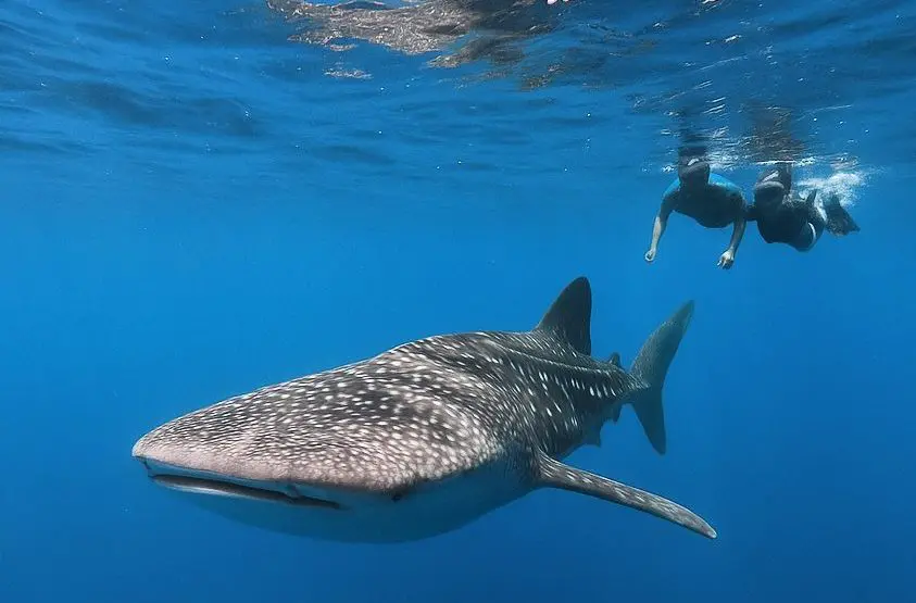 Maravillosas Ballenas tiburon
