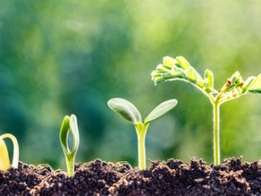 Stages of growth