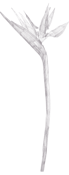 Strelitsia_edited.png