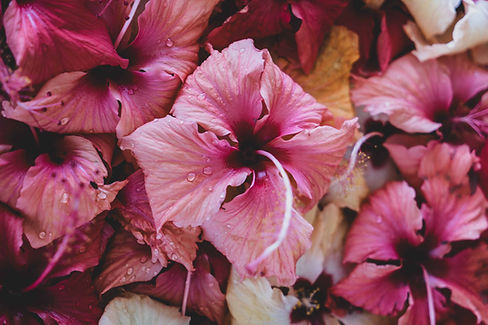 Hibiscus Moemoea Viajes Polinesia