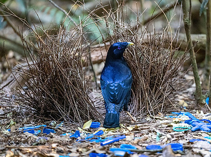 Photo of native Australian Bowerbird and his colourful nest decorated with blue objects