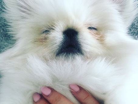 Our Pekingese Puppy Looks Like A Baby Seal