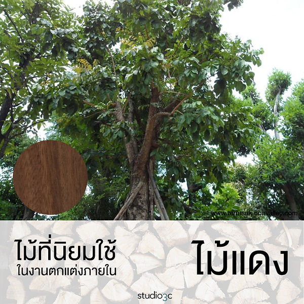 ไม้แดง.jpg