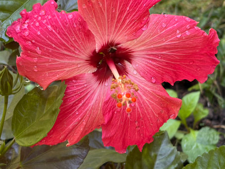  Blooming Through the Hard Stuff 