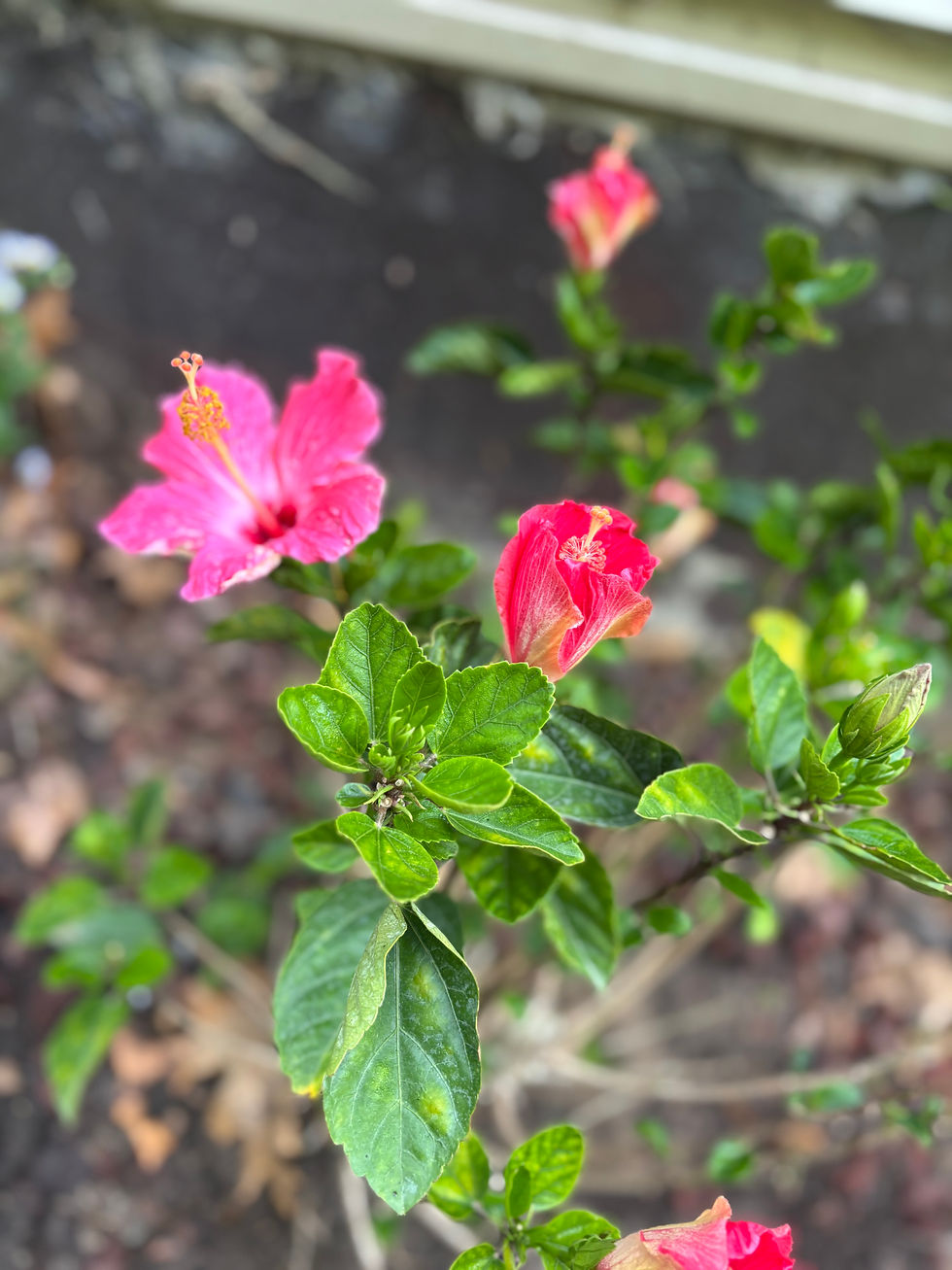 My Hibiscus about a week after we got it.  