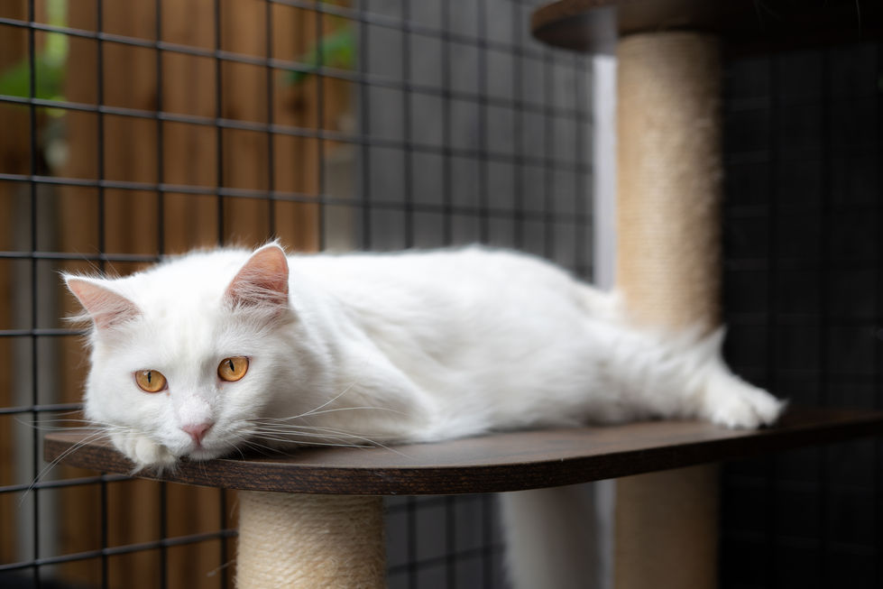 Killawa a beautiful white fluffy cat enjoying and relaxing in her catio by Custom Pet Enclosures.