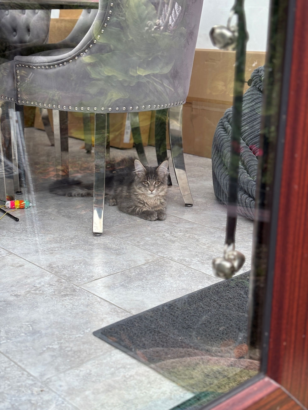 Mainecoon cat watching through a window under a grey velvet chair.