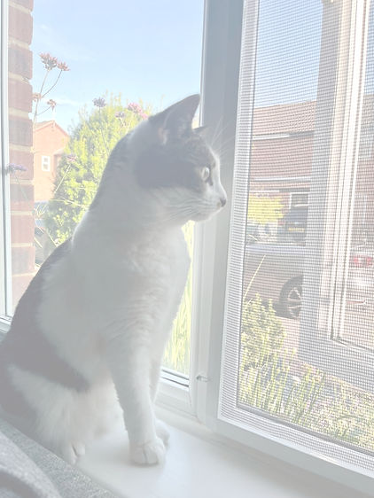 Pet Screens.jpg