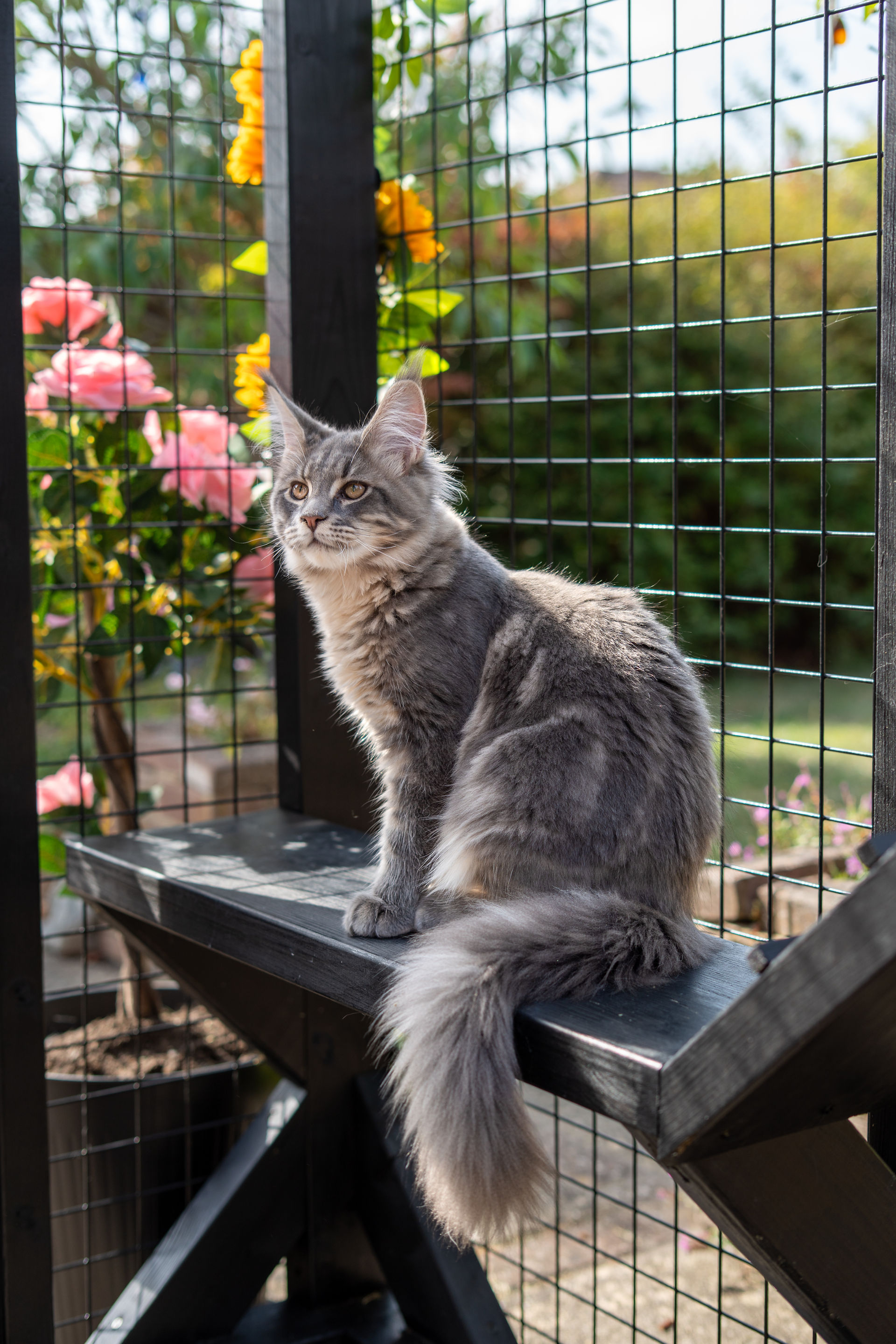 Maine Coon Cat enjoying his Catio in Essex