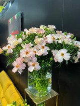  נועה בתערוכת פרחים בהולנד