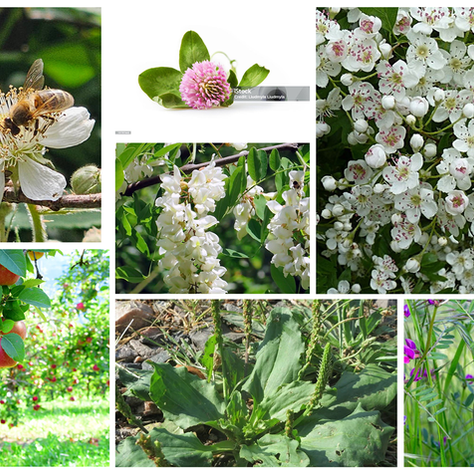 Récolte du miel par les abeilles