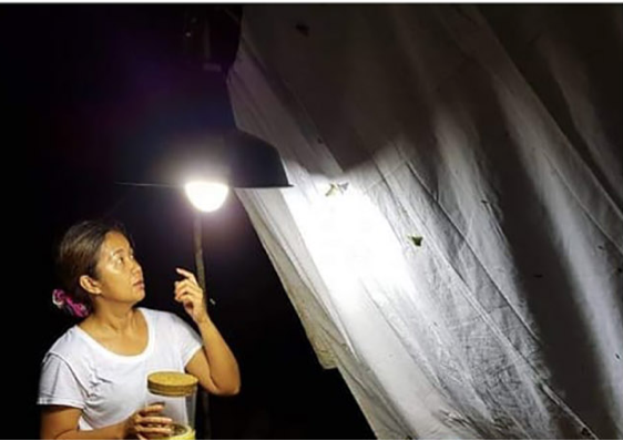 In the forests of Mt. Guiting-guiting, Sibuyan, Romblon, where they collect spiders during the day and moths at night. 