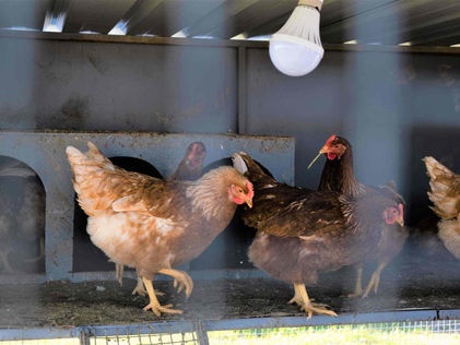 Chicken Coop at Gawilan Camp
