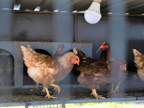 Chicken Coop at Gawilan Camp