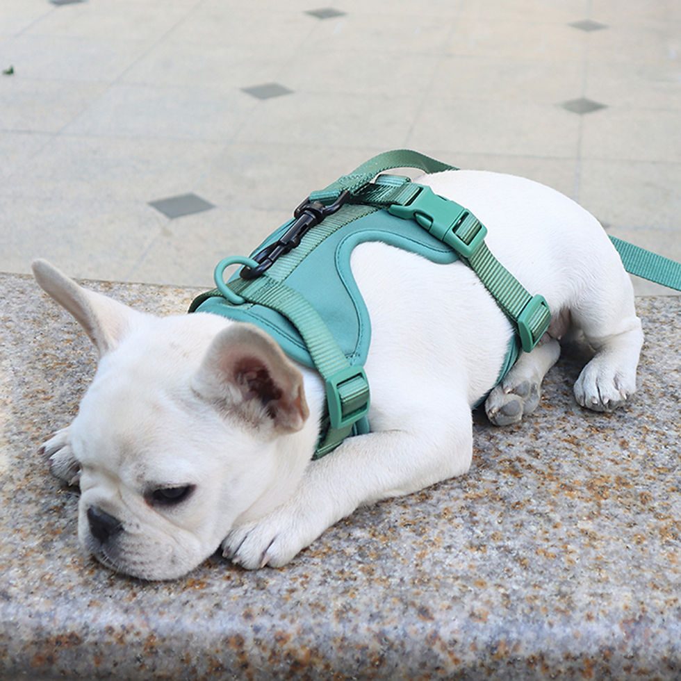 Thumbnail: Breathable Lightweight Adjustable Dog Harness Vest for Walking and Training