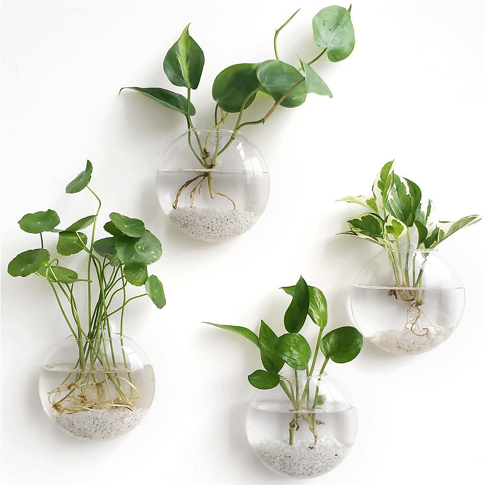 Thumbnail: Wall Hanging Glass Terrarium Hydroponic Planter
