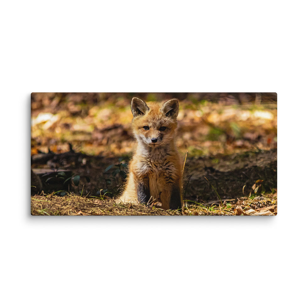 Thumbnail: High Quality Canvas - Fox Kit 2025