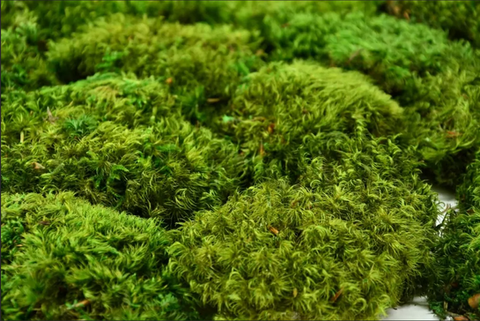Preserved Hairy Moss