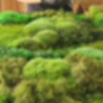 Moss wall Easygreen