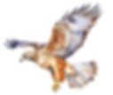 hawk Animal Spirit Guide meaning