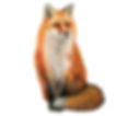 fox Animal Spirit Guide meaning