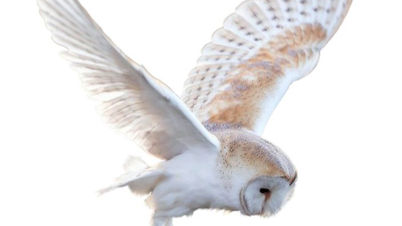 Guide to Symbolism and Meaning of Animal Spirit Guides