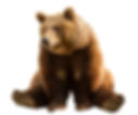 bear Animal Spirit Guide meaning