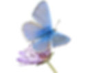 butterfly Animal Spirit Guide meaning
