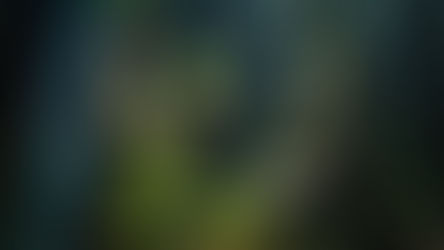 How to Connect with Plant Spirits