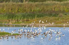 Cycle to RSPB Minsmere