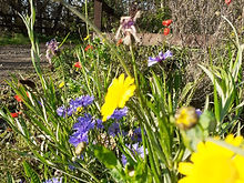 Annual wild flowers at Darsham
