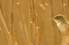 Darsham Marshes Loop