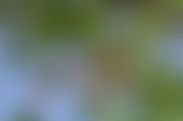 Mađ – tradicija Perasta