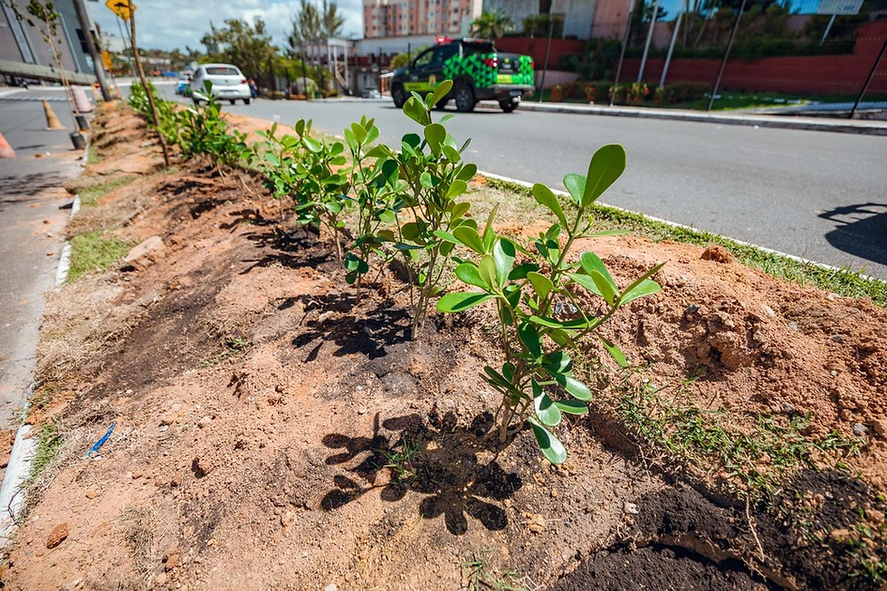 Plano de Arborização prevê o plantio de mil mudas de espécies da Mata Atlântica em Lauro de Freitas