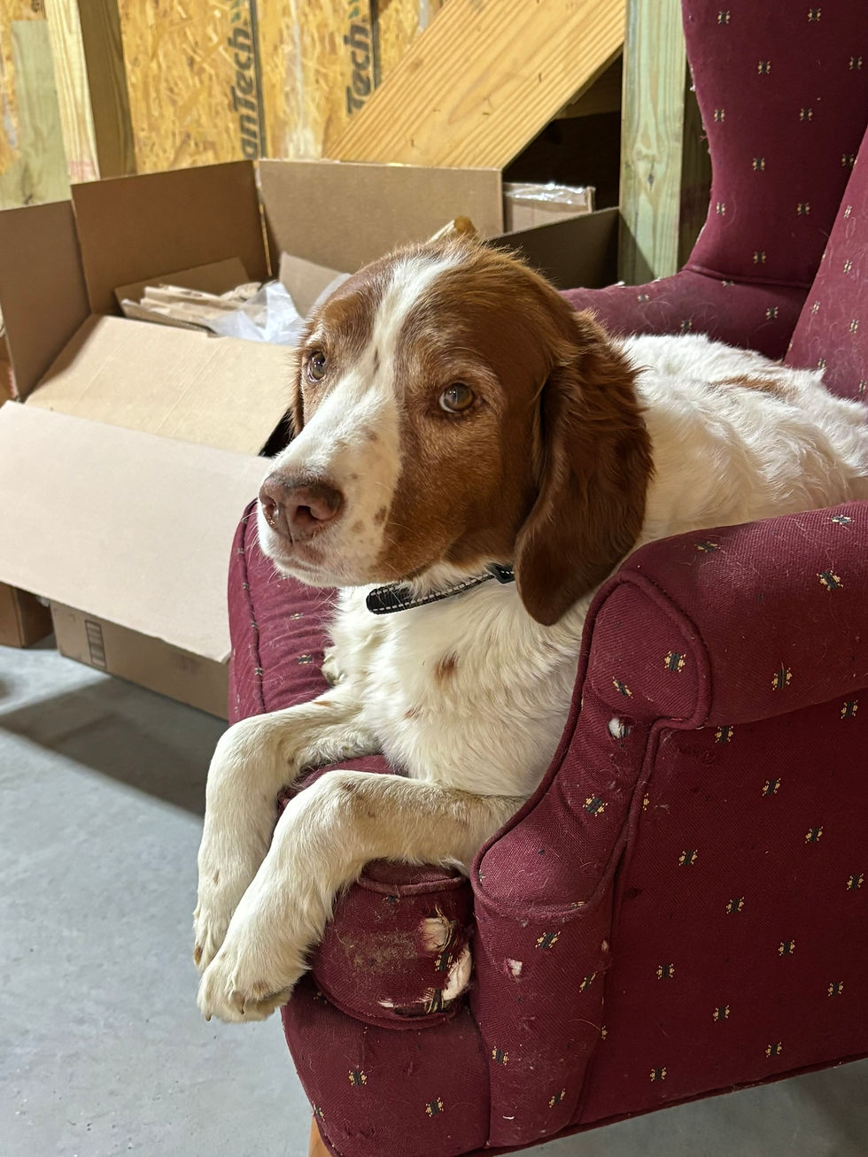 Henry In his Barn Chair.JPEG