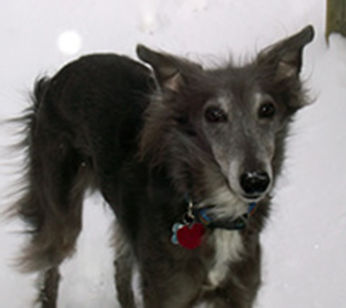 ZippySnow_001.jpg
