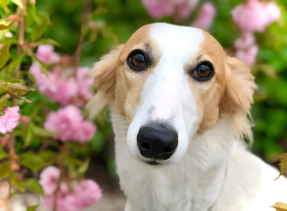 IWC Breed Club Partnership with Embark Updates