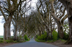 Row (Dark Hedges)