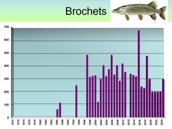 BROCHET
