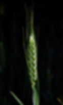 Foto 1.jpeg