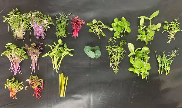 micro-greens